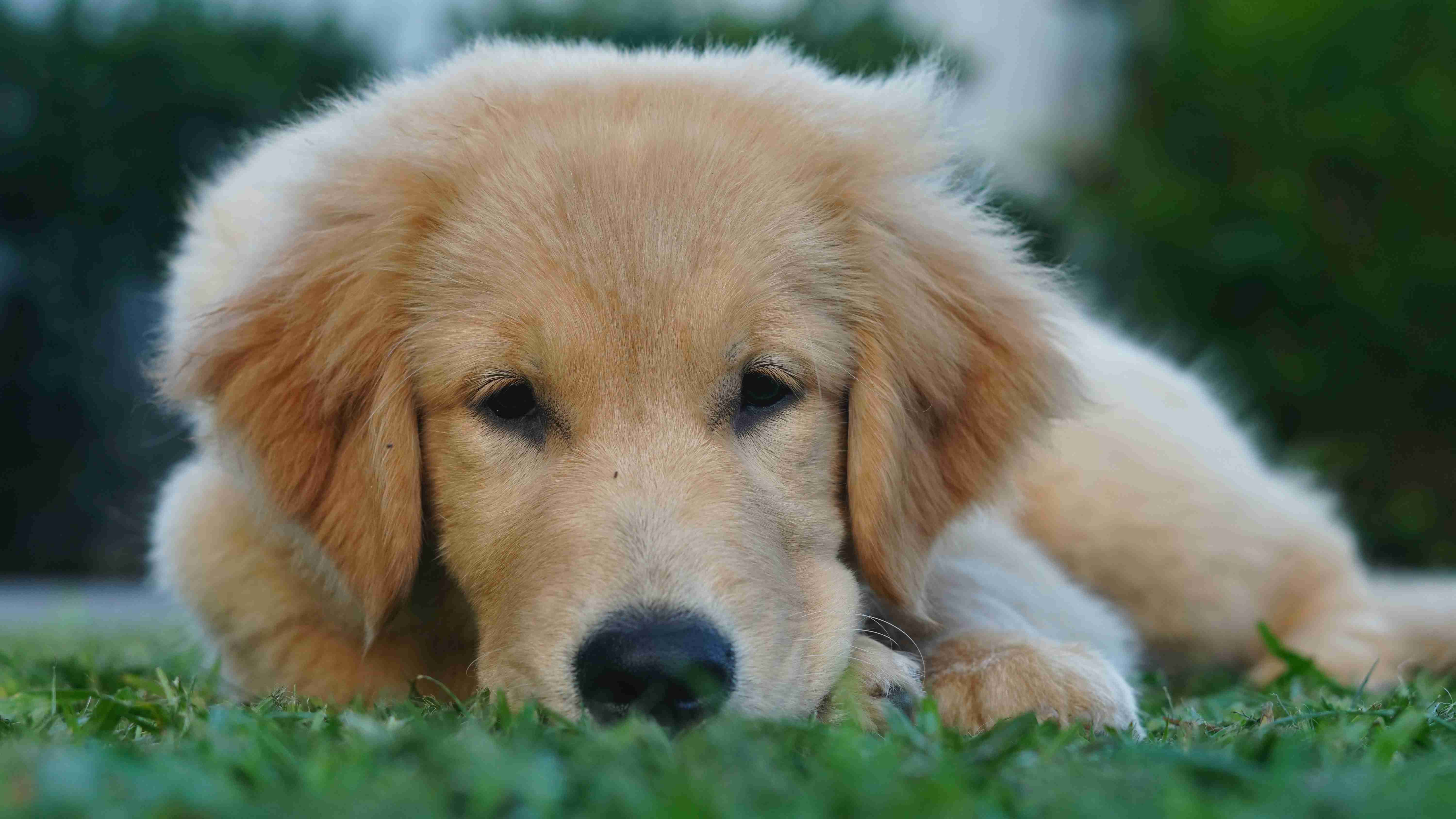 5 Tips for Training Your Golden Retriever Puppy to Behave Around Other Pets